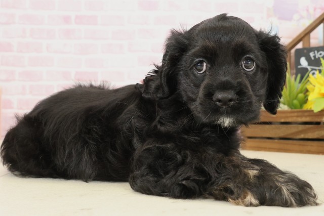 熊本県のアメリカンコッカースパニエル (Coo&RIKU熊本店/2025年10月1日生まれ/女の子/ブラックタンホワイト)の子犬の2枚目の画像