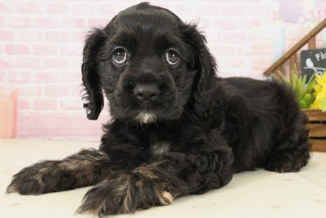 熊本県のアメリカンコッカースパニエル (Coo&RIKU熊本店/2025年10月1日生まれ/女の子/ブラックタンホワイト)の子犬の3枚目の画像