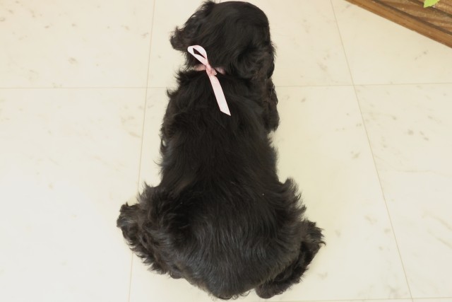 熊本県のアメリカンコッカースパニエル (Coo&RIKU熊本店/2025年10月1日生まれ/女の子/ブラックタンホワイト)の子犬の4枚目の画像