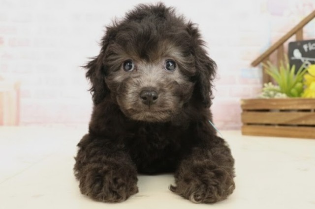 トイ・プードル