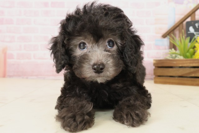 鹿児島県のトイプードル(トイ) (Coo&RIKU鹿屋店/2025年10月1日生まれ/男の子/シルバー)の子犬の1枚目の画像