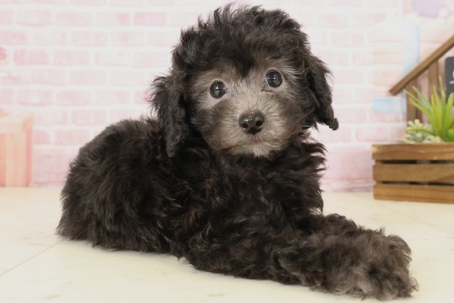 鹿児島県のトイプードル(トイ) (Coo&RIKU鹿屋店/2025年10月1日生まれ/男の子/シルバー)の子犬の2枚目の画像