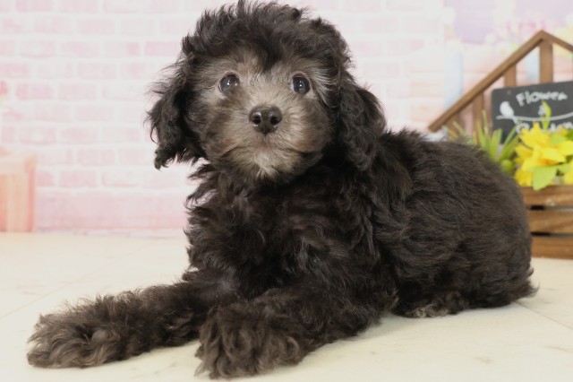 鹿児島県のトイプードル(トイ) (Coo&RIKU鹿屋店/2025年10月1日生まれ/男の子/シルバー)の子犬の3枚目の画像