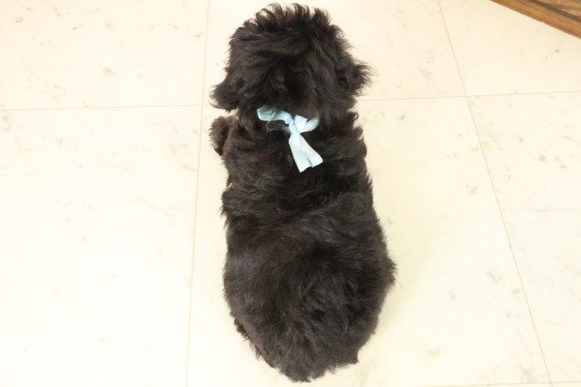 鹿児島県のトイプードル(トイ) (Coo&RIKU鹿屋店/2025年10月1日生まれ/男の子/シルバー)の子犬の4枚目の画像