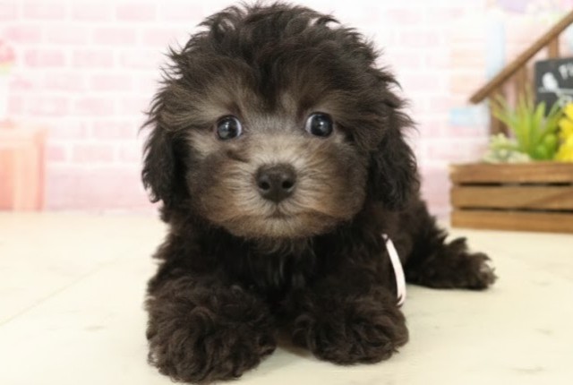 長崎県のトイプードル(トイ) (Coo&RIKU長崎浜町店/2025年10月1日生まれ/女の子/シルバー)の子犬の1枚目の画像