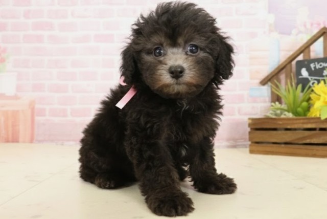 長崎県のトイプードル(トイ) (Coo&RIKU長崎浜町店/2025年10月1日生まれ/女の子/シルバー)の子犬の2枚目の画像