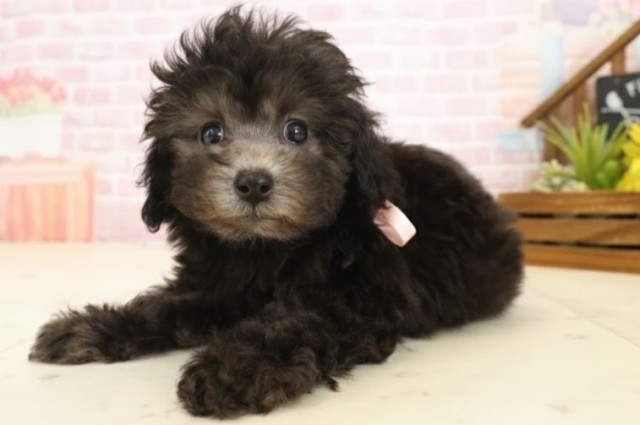 長崎県のトイプードル(トイ) (Coo&RIKU長崎浜町店/2025年10月1日生まれ/女の子/シルバー)の子犬の3枚目の画像