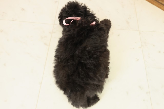 長崎県のトイプードル(トイ) (Coo&RIKU長崎浜町店/2025年10月1日生まれ/女の子/シルバー)の子犬の4枚目の画像