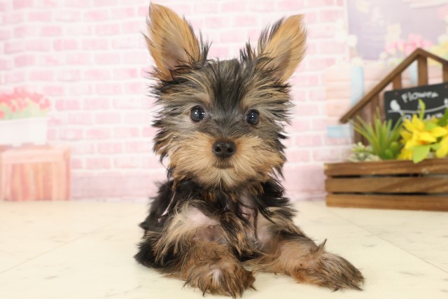 ヨークシャーテリア