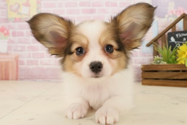 熊本県のパピヨン (Coo&RIKU熊本店/2025年9月30日生まれ/女の子/ホワイトブラウン)の子犬の1枚目の画像