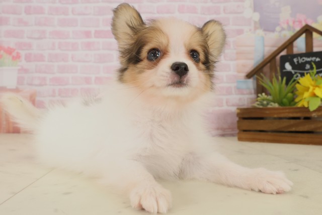 熊本県のパピヨン (Coo&RIKU熊本店/2025年9月30日生まれ/女の子/ホワイトブラウン)の子犬の2枚目の画像