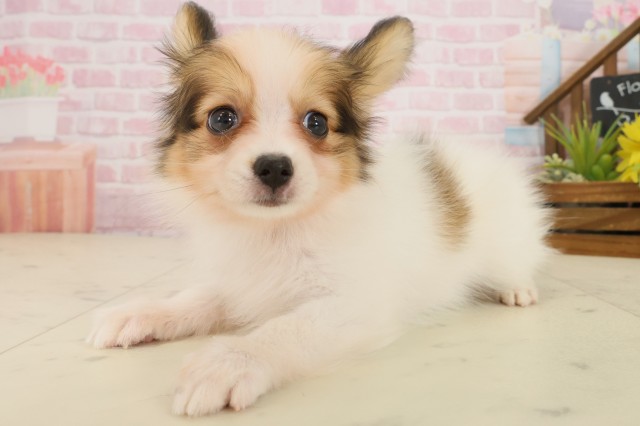 熊本県のパピヨン (Coo&RIKU熊本店/2025年9月30日生まれ/女の子/ホワイトブラウン)の子犬の3枚目の画像