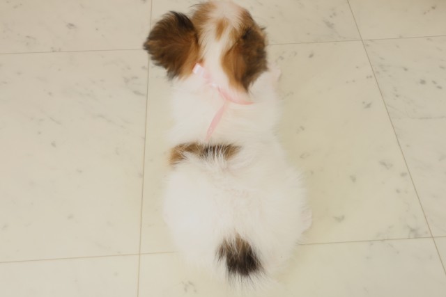 熊本県のパピヨン (Coo&RIKU熊本店/2025年9月30日生まれ/女の子/ホワイトブラウン)の子犬の4枚目の画像