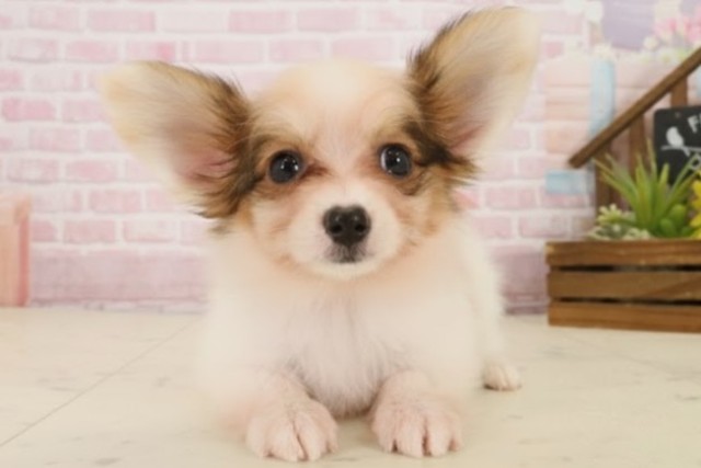 福岡県のパピヨン (Coo&RIKU小倉店/2025年9月30日生まれ/女の子/ホワイトブラウン)の子犬の1枚目の画像