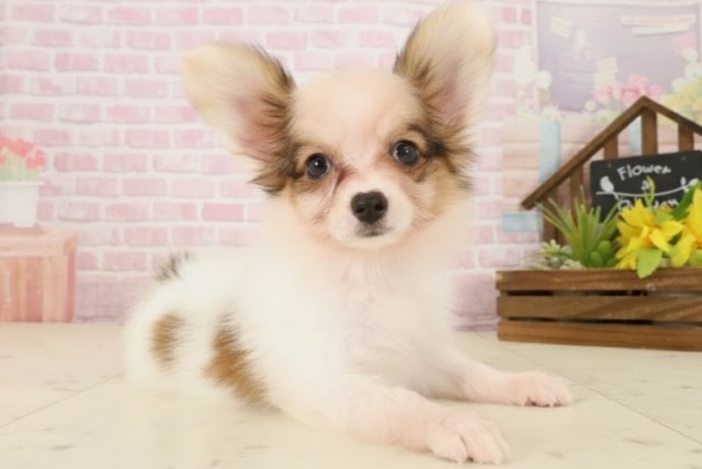 福岡県のパピヨン (Coo&RIKU小倉店/2025年9月30日生まれ/女の子/ホワイトブラウン)の子犬の2枚目の画像