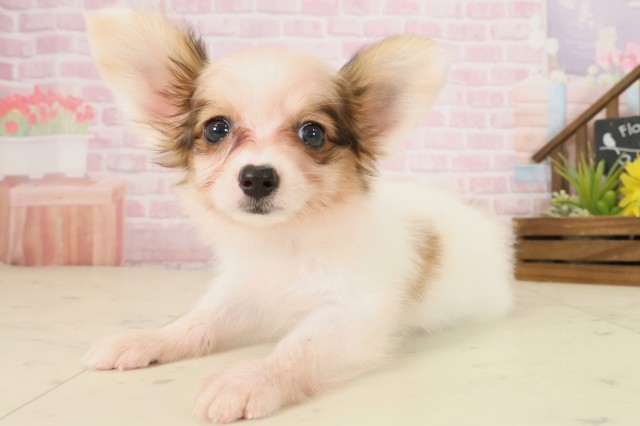 福岡県のパピヨン (Coo&RIKU小倉店/2025年9月30日生まれ/女の子/ホワイトブラウン)の子犬の3枚目の画像