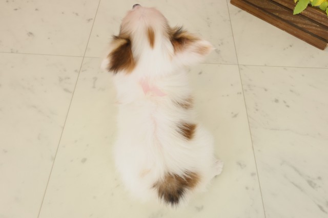 福岡県のパピヨン (Coo&RIKU小倉店/2025年9月30日生まれ/女の子/ホワイトブラウン)の子犬の4枚目の画像