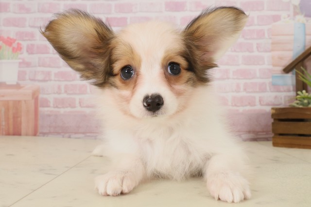 福岡県のパピヨン (Coo&RIKU大牟田店/2025年9月30日生まれ/女の子/ホワイトブラウン)の子犬の1枚目の画像