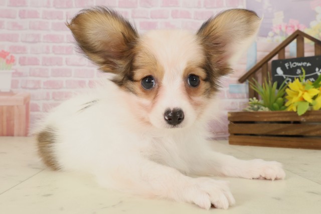 福岡県のパピヨン (Coo&RIKU大牟田店/2025年9月30日生まれ/女の子/ホワイトブラウン)の子犬の2枚目の画像