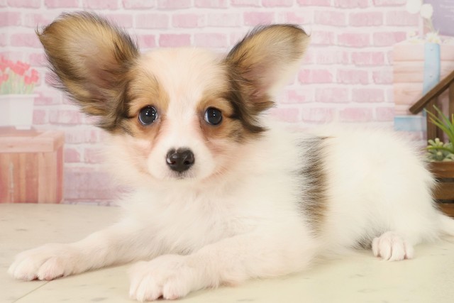 福岡県のパピヨン (Coo&RIKU大牟田店/2025年9月30日生まれ/女の子/ホワイトブラウン)の子犬の3枚目の画像