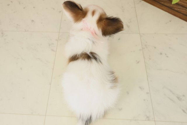 福岡県のパピヨン (Coo&RIKU大牟田店/2025年9月30日生まれ/女の子/ホワイトブラウン)の子犬の4枚目の画像