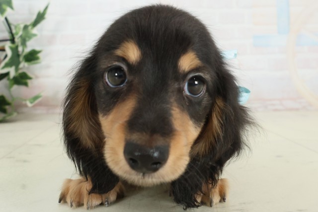 福岡県のカニンヘンダックスフンド(ロング) (Coo&RIKU筑後店/2025年9月30日生まれ/男の子/ブラックタン)の子犬の1枚目の画像