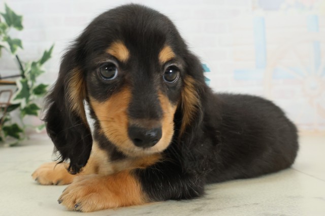 福岡県のカニンヘンダックスフンド(ロング) (Coo&RIKU筑後店/2025年9月30日生まれ/男の子/ブラックタン)の子犬の3枚目の画像