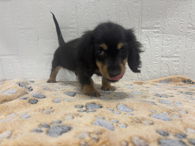 カニンヘンダックスフンド