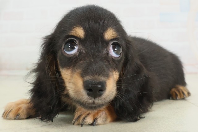 福岡県のカニンヘンダックスフンド(ロング) (Coo&RIKUゆめタウン飯塚店/2025年9月30日生まれ/女の子/ブラックタン)の子犬の3枚目の画像