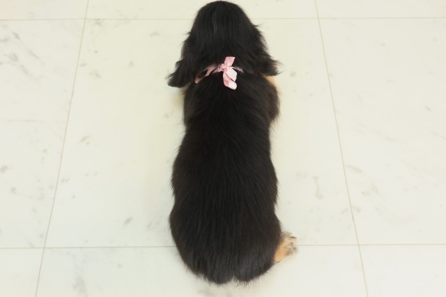 福岡県のカニンヘンダックスフンド(ロング) (Coo&RIKUゆめタウン飯塚店/2025年9月30日生まれ/女の子/ブラックタン)の子犬の4枚目の画像