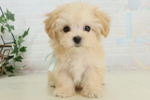 福岡県のマルプー(マルチーズ×プードル) (Coo&RIKUゆめタウン飯塚店/2025年9月28日生まれ/男の子/ペールフォーン)の子犬の1枚目の画像