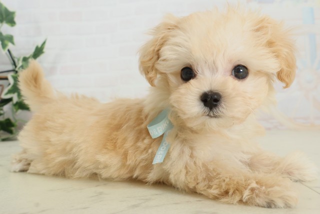 福岡県のマルプー(マルチーズ×プードル) (Coo&RIKUゆめタウン飯塚店/2025年9月28日生まれ/男の子/ペールフォーン)の子犬の2枚目の画像