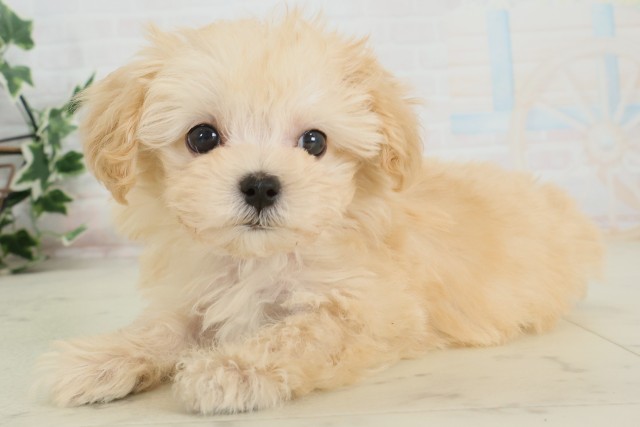 福岡県のマルプー(マルチーズ×プードル) (Coo&RIKUゆめタウン飯塚店/2025年9月28日生まれ/男の子/ペールフォーン)の子犬の3枚目の画像