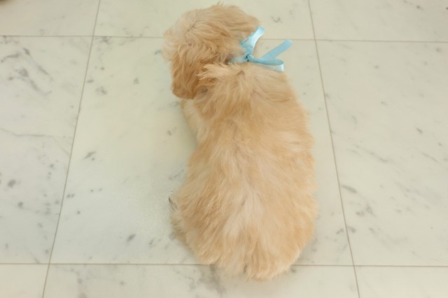 福岡県のマルプー(マルチーズ×プードル) (Coo&RIKUゆめタウン飯塚店/2025年9月28日生まれ/男の子/ペールフォーン)の子犬の4枚目の画像