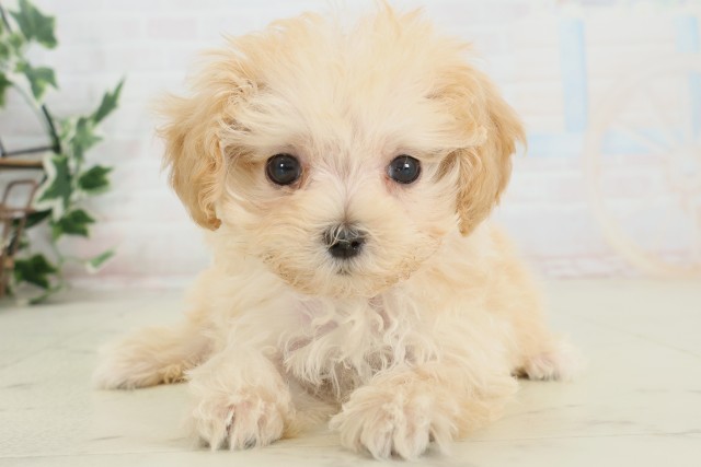 佐賀県のマルプー(マルチーズ×プードル) (Coo&RIKU佐賀神埼店/2025年9月28日生まれ/女の子/ペールフォーン)の子犬の1枚目の画像