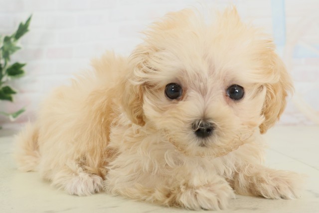 佐賀県のマルプー(マルチーズ×プードル) (Coo&RIKU佐賀神埼店/2025年9月28日生まれ/女の子/ペールフォーン)の子犬の2枚目の画像