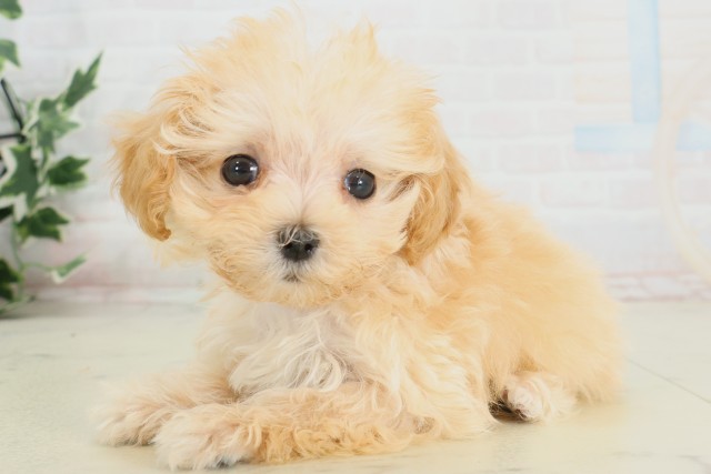 佐賀県のマルプー(マルチーズ×プードル) (Coo&RIKU佐賀神埼店/2025年9月28日生まれ/女の子/ペールフォーン)の子犬の3枚目の画像