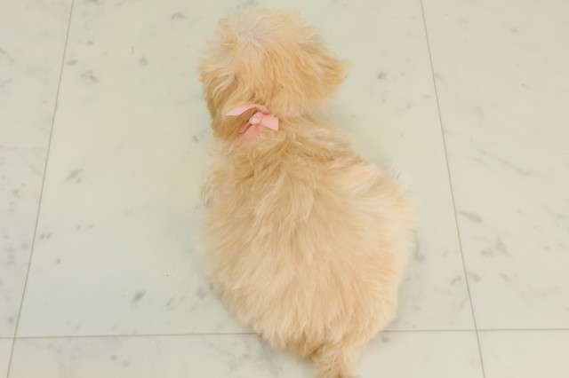 佐賀県のマルプー(マルチーズ×プードル) (Coo&RIKU佐賀神埼店/2025年9月28日生まれ/女の子/ペールフォーン)の子犬の4枚目の画像