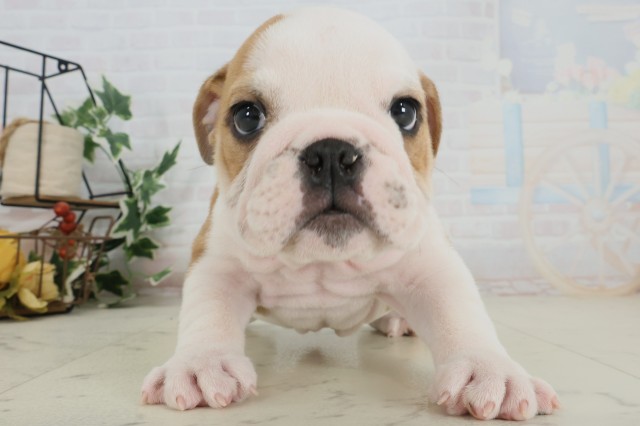 福岡県のブルドッグ (Coo&RIKU黒崎店/2025年9月27日生まれ/男の子/レッドホワイト)の子犬の1枚目の画像