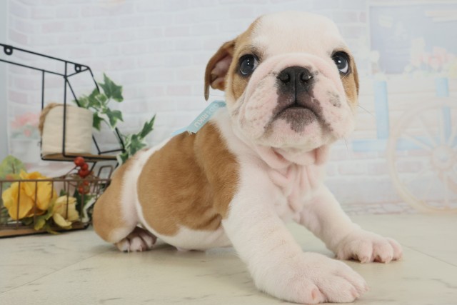 福岡県のブルドッグ (Coo&RIKU黒崎店/2025年9月27日生まれ/男の子/レッドホワイト)の子犬の2枚目の画像