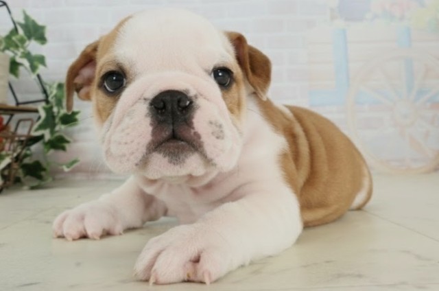 福岡県のブルドッグ (Coo&RIKU黒崎店/2025年9月27日生まれ/男の子/レッドホワイト)の子犬の3枚目の画像