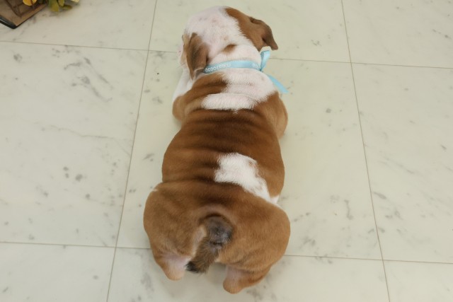 福岡県のブルドッグ (Coo&RIKU黒崎店/2025年9月27日生まれ/男の子/レッドホワイト)の子犬の4枚目の画像