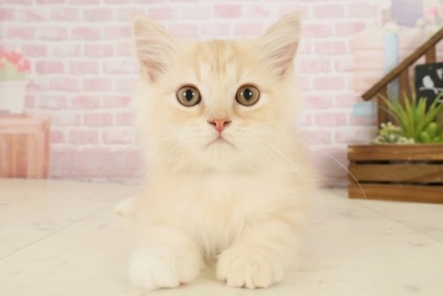 熊本県のスコティッシュフォールド (Coo&RIKUカリーノ玉名店/2025年8月26日生まれ/男の子/クリームタビー)の子猫の1枚目の画像