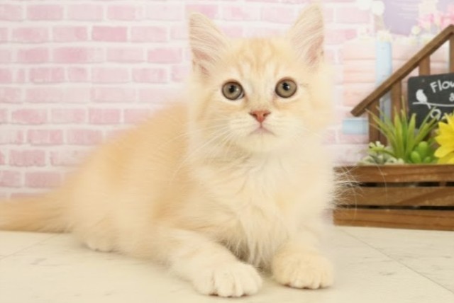 熊本県のスコティッシュフォールド (Coo&RIKUカリーノ玉名店/2025年8月26日生まれ/男の子/クリームタビー)の子猫の2枚目の画像