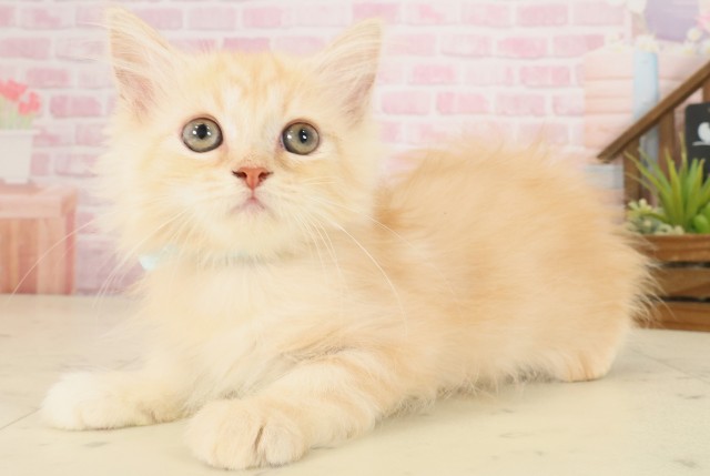 熊本県のスコティッシュフォールド (Coo&RIKUカリーノ玉名店/2025年8月26日生まれ/男の子/クリームタビー)の子猫の3枚目の画像