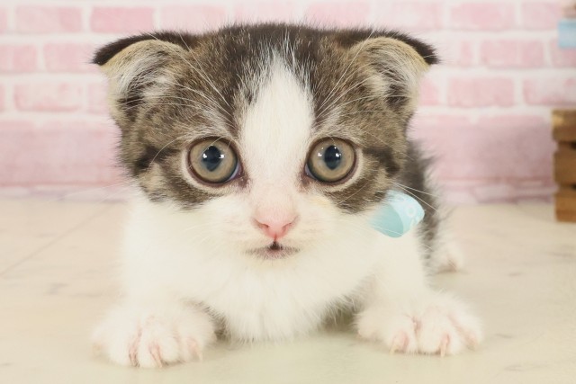 福岡県のスコティッシュフォールド (Coo&RIKU行橋店/2025年9月28日生まれ/男の子/ブラウンタビーホワイト)の子猫の1枚目の画像