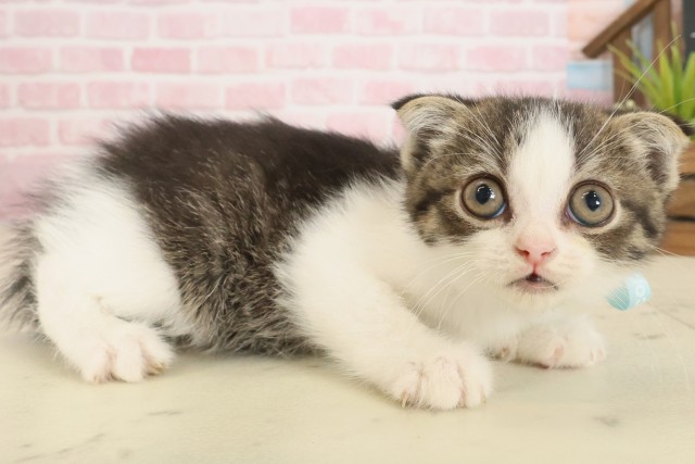 福岡県のスコティッシュフォールド (Coo&RIKU行橋店/2025年9月28日生まれ/男の子/ブラウンタビーホワイト)の子猫の2枚目の画像