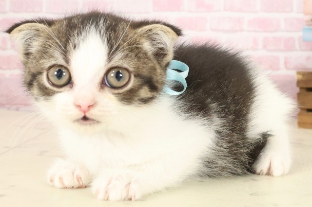 福岡県のスコティッシュフォールド (Coo&RIKU行橋店/2025年9月28日生まれ/男の子/ブラウンタビーホワイト)の子猫の3枚目の画像