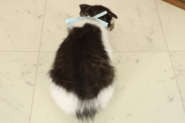 福岡県のスコティッシュフォールド (Coo&RIKU行橋店/2025年9月28日生まれ/男の子/ブラウンタビーホワイト)の子猫の4枚目の画像