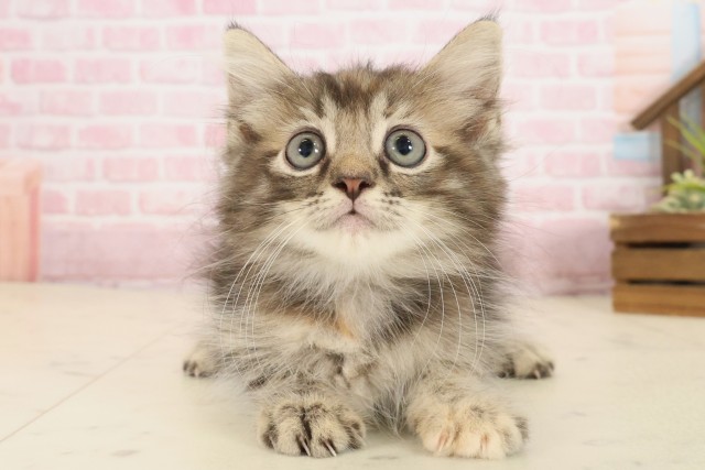 福岡県のサイベリアン (Coo&RIKU筑後店/2025年9月19日生まれ/女の子/ブラウンパッチドタビー)の子猫